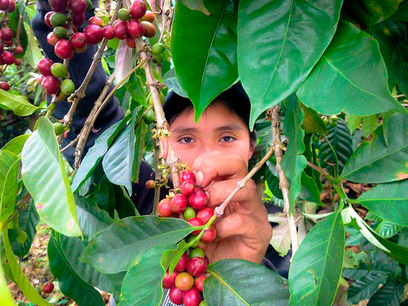 Planta De Cafe En Mexico