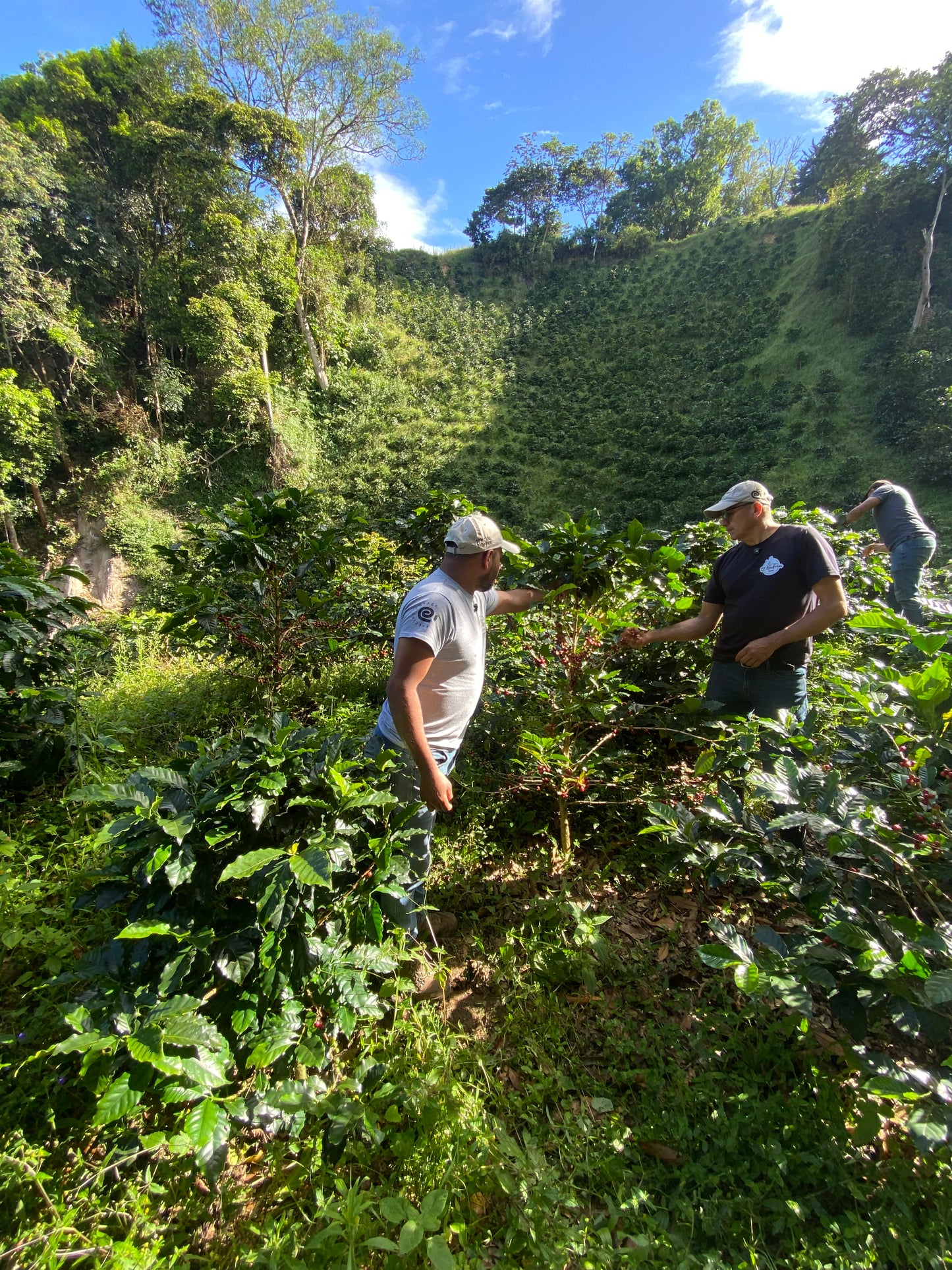 PINK BOURBON - Finca El Azafrán