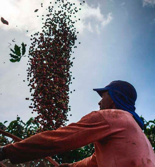 Productor de café brasileño.